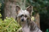 CHIEN NU CHINOIS 213